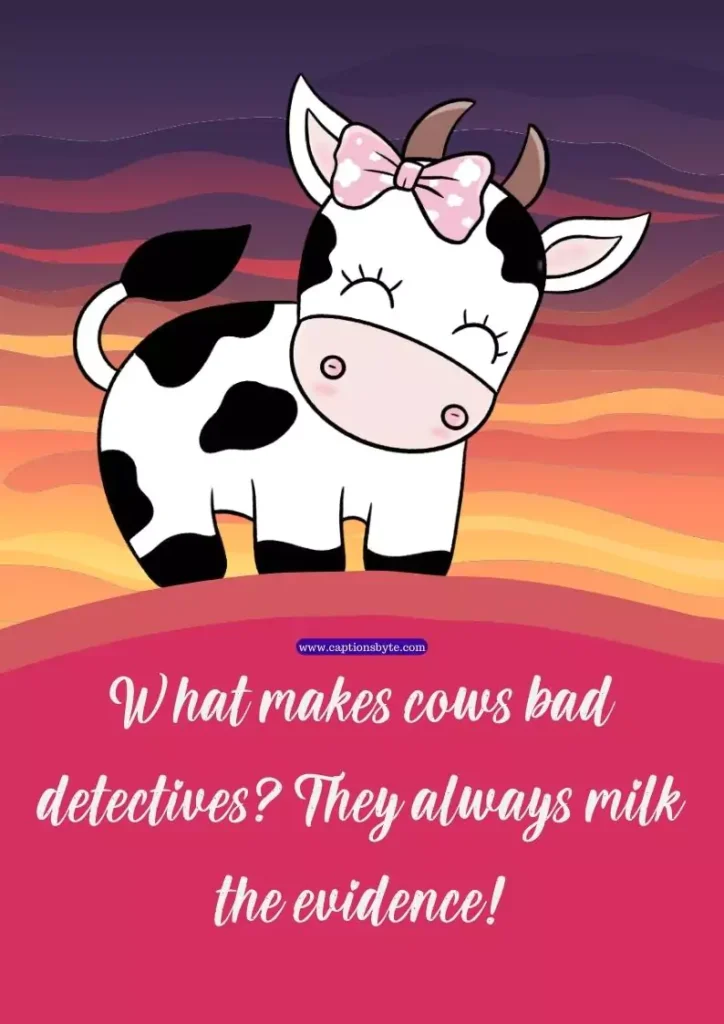 Funny cow sayings.