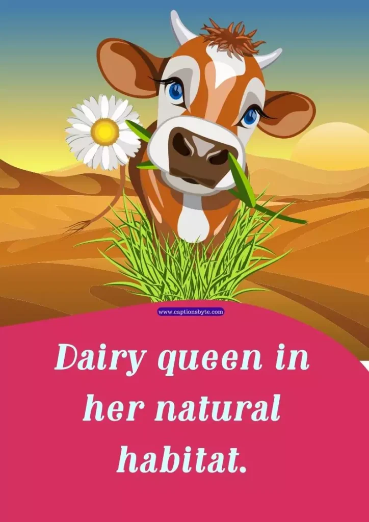 Cow Captions for Instagram