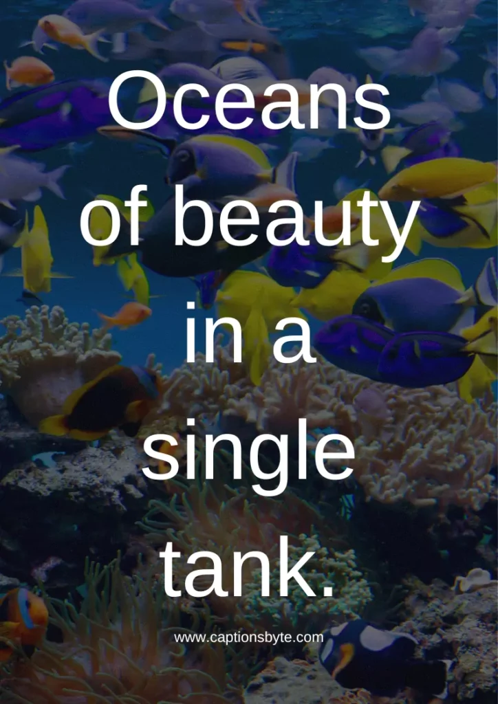Aquarium Instagram Captions