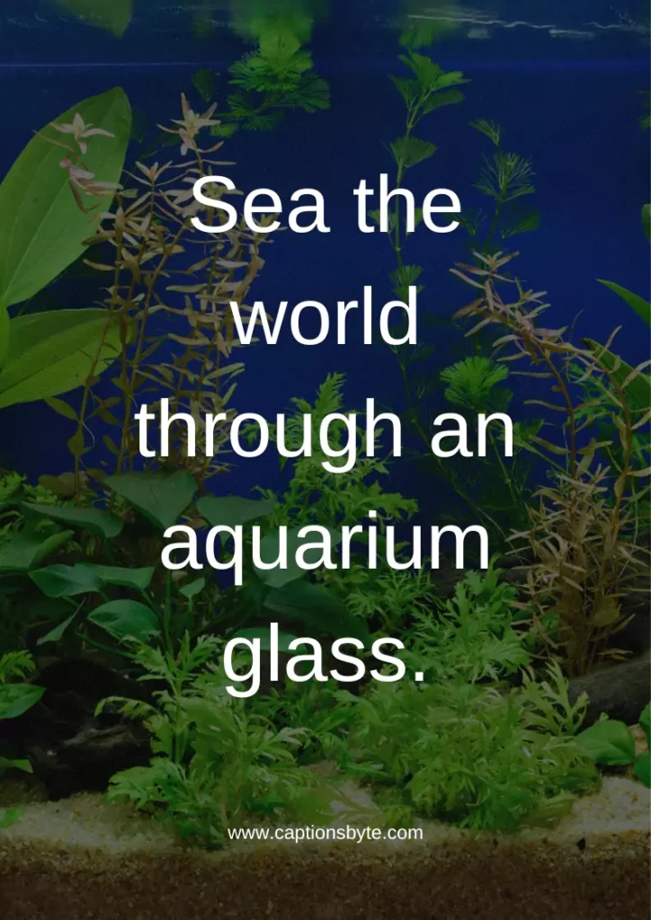 Best Aquarium Instagram Captions.