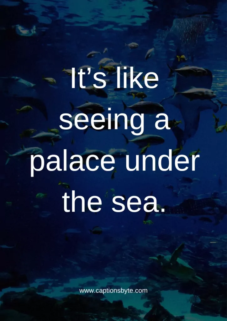Mystic Aquarium Instagram Captions.