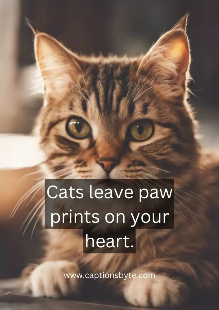 Short cat captions for Instagram