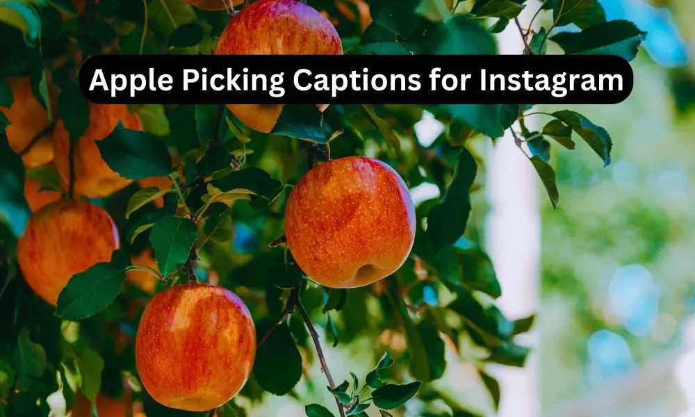 Apple Picking Captions for Instagram