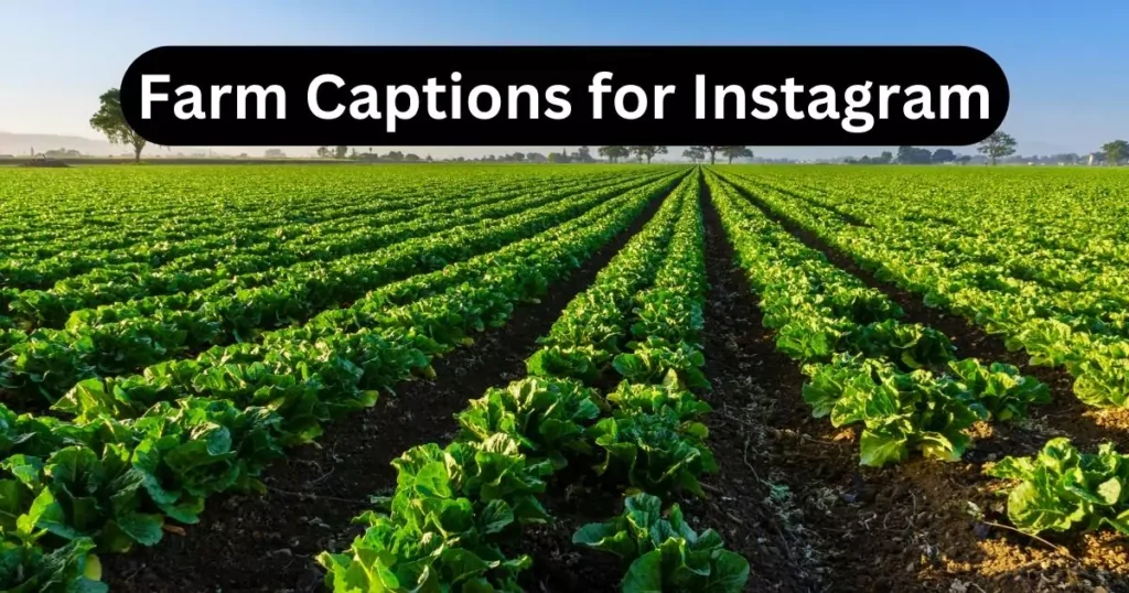 Farm Captions for Instagram