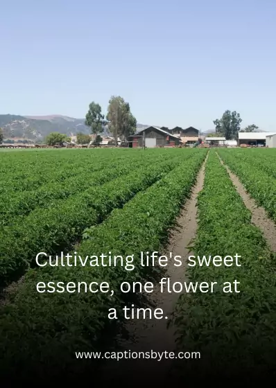 Flower Farm Captions for Instagram