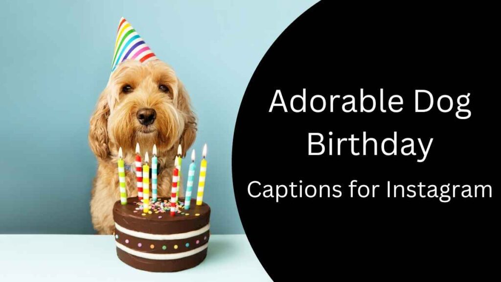 Adorable Dog Birthday captions