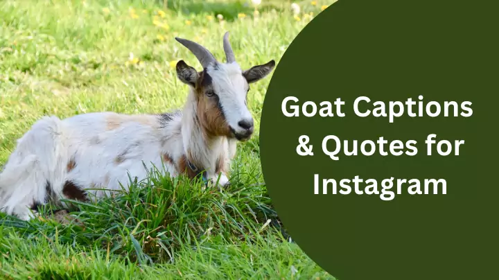 Goat Captions & Quotes for Instagram