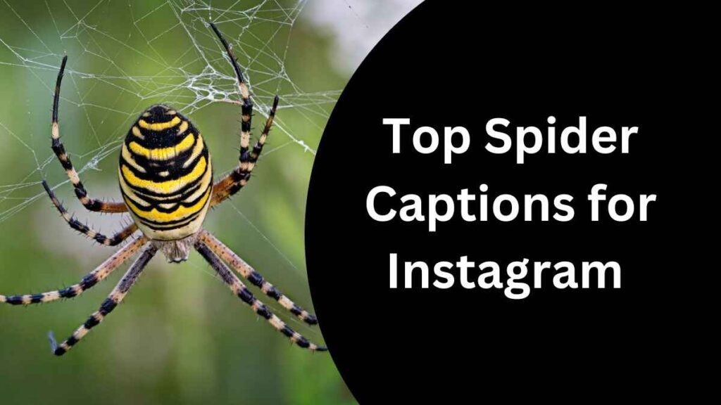 Spider Captions for Instagram