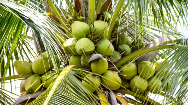 Coconut Captions & Quotes for Instagram