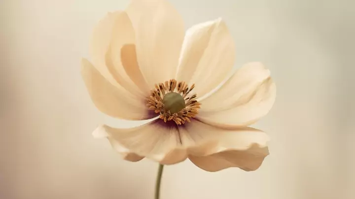 Aesthetic Flower Captions for Instagram